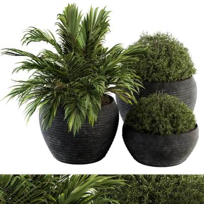 植物盆栽-2